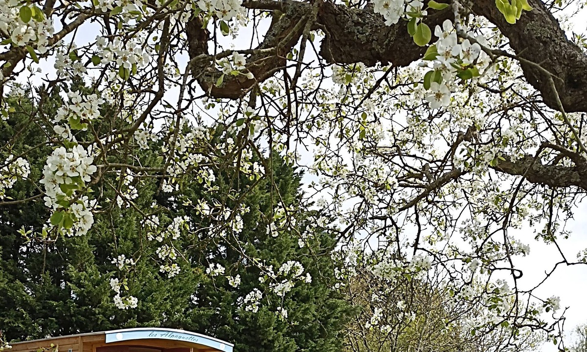 Saint-Romain-de-Benet Other | Caravan in the heart of an alpaca farm