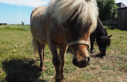 Hattstedtermarsch House | Foderhus - holiday farm and riding therapy Deichwind - North Friesland