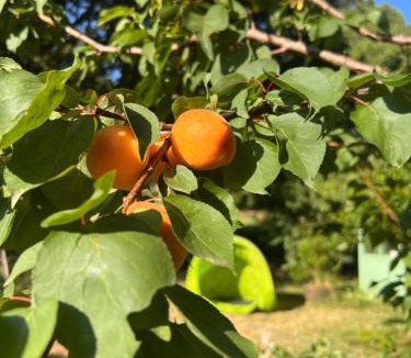Montcabrier Other | Les Terrasses de Mombret