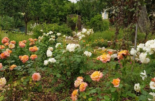 Roquefort-les-Pins Bed & Breakfast | Mas d'Azur