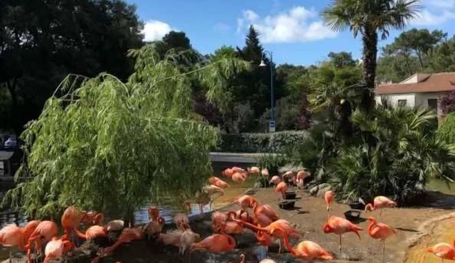 ZEcamping 3 étoiles piscine chiens acceptés locatif TV 28m2 6 pers