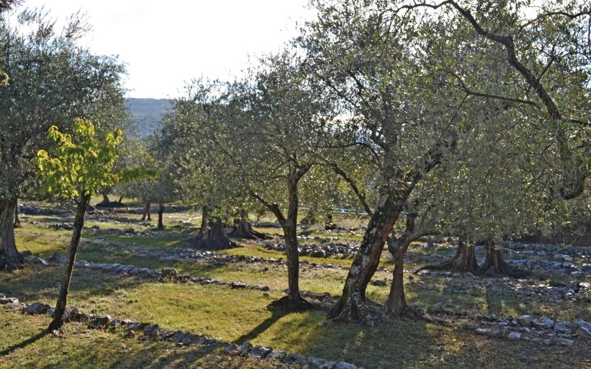 Photo of Others in Saint-Cezaire-sur-Siagne