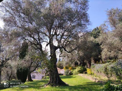 Photo of Others in Chateauneuf-Grasse