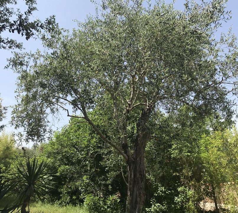 Photo of Outdoor in Roquefort-les-Pins