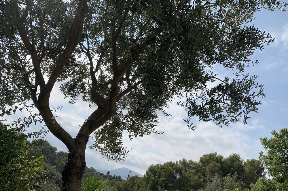 Photo of Others in Cagnes-sur-Mer