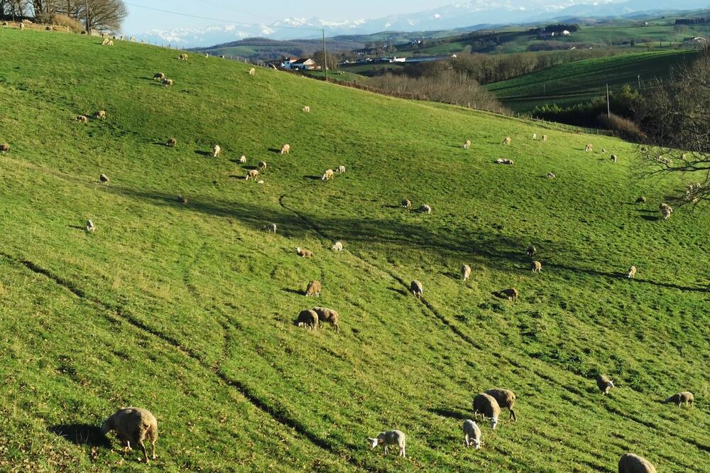 Photo of Others in Bardos
