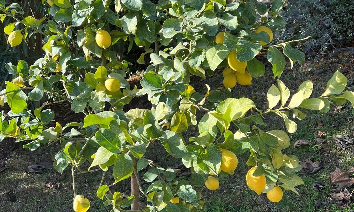 Photo of Outdoor in Cabris