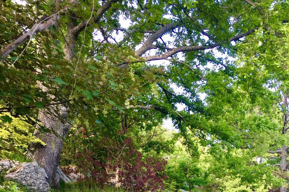 Photo of Outdoor in Coursegoules