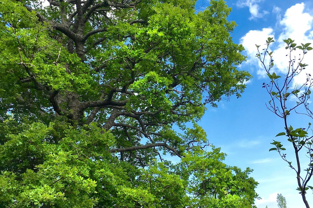 Photo of Outdoor in Coursegoules
