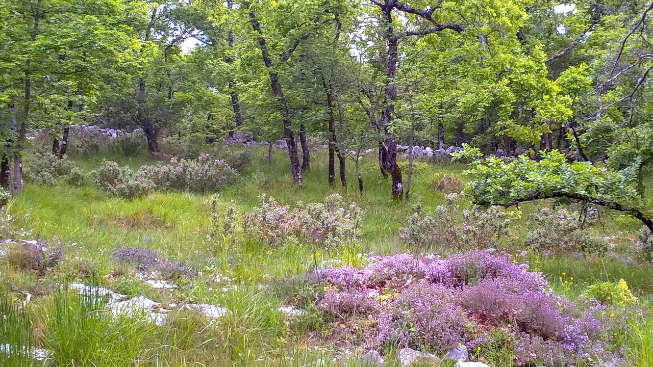 Photo of Outdoor in Saint-Vallier-de-Thiey