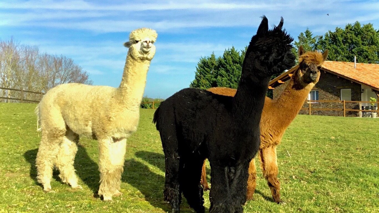 Photo of Others in Bardos