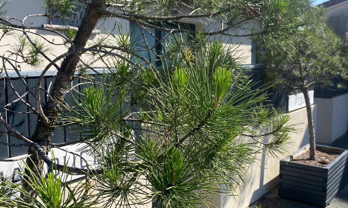 Photo of Outdoor in La Teste-de-Buch