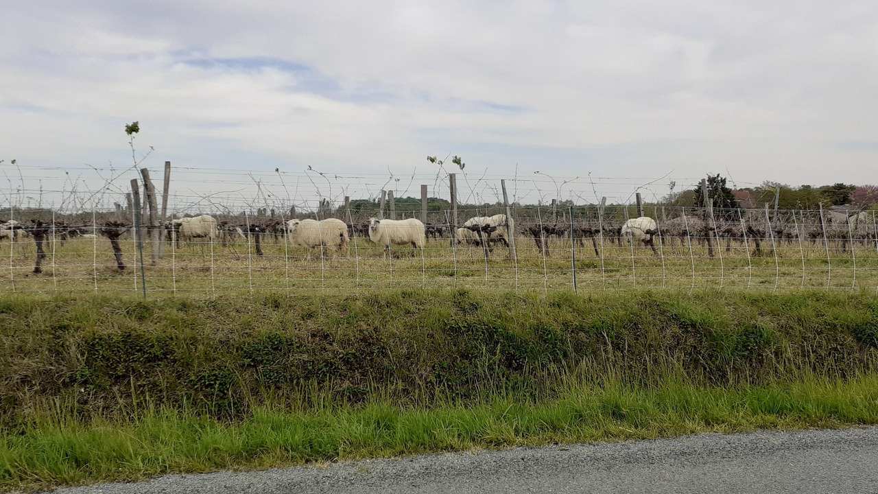 Photo of Outdoor in Saint-Pierre-de-Bat