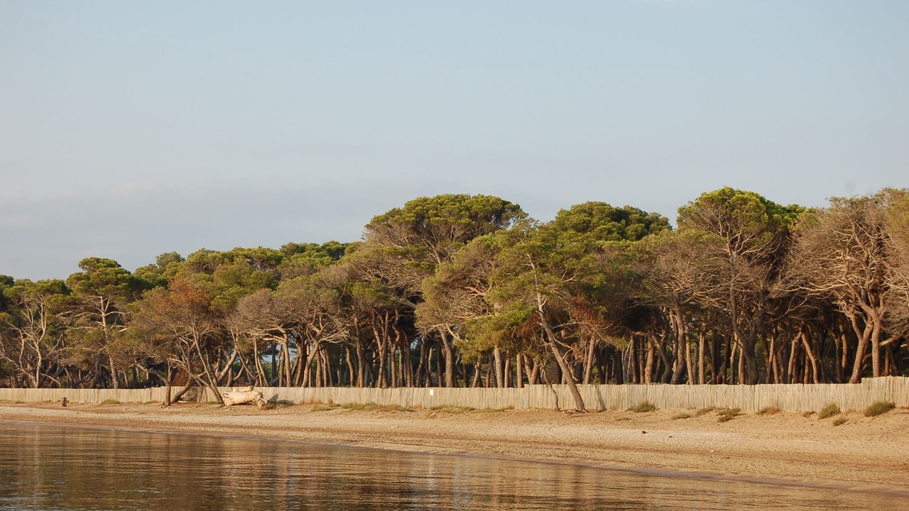 Photo of Others in Hyeres