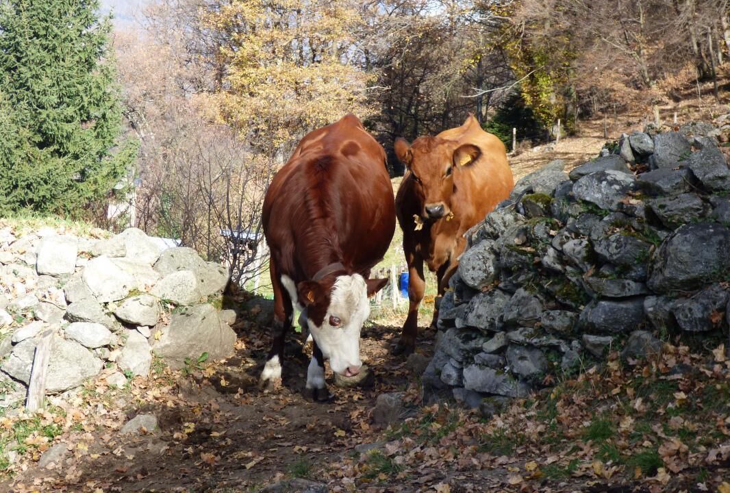 Photo of Others in Les Chavannes-en-Maurienne