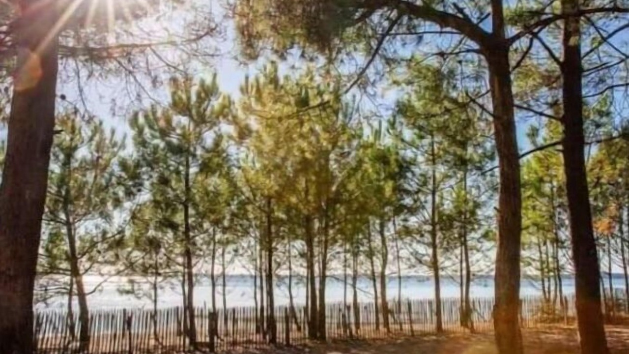 Photo of Others in Lege-Cap-Ferret