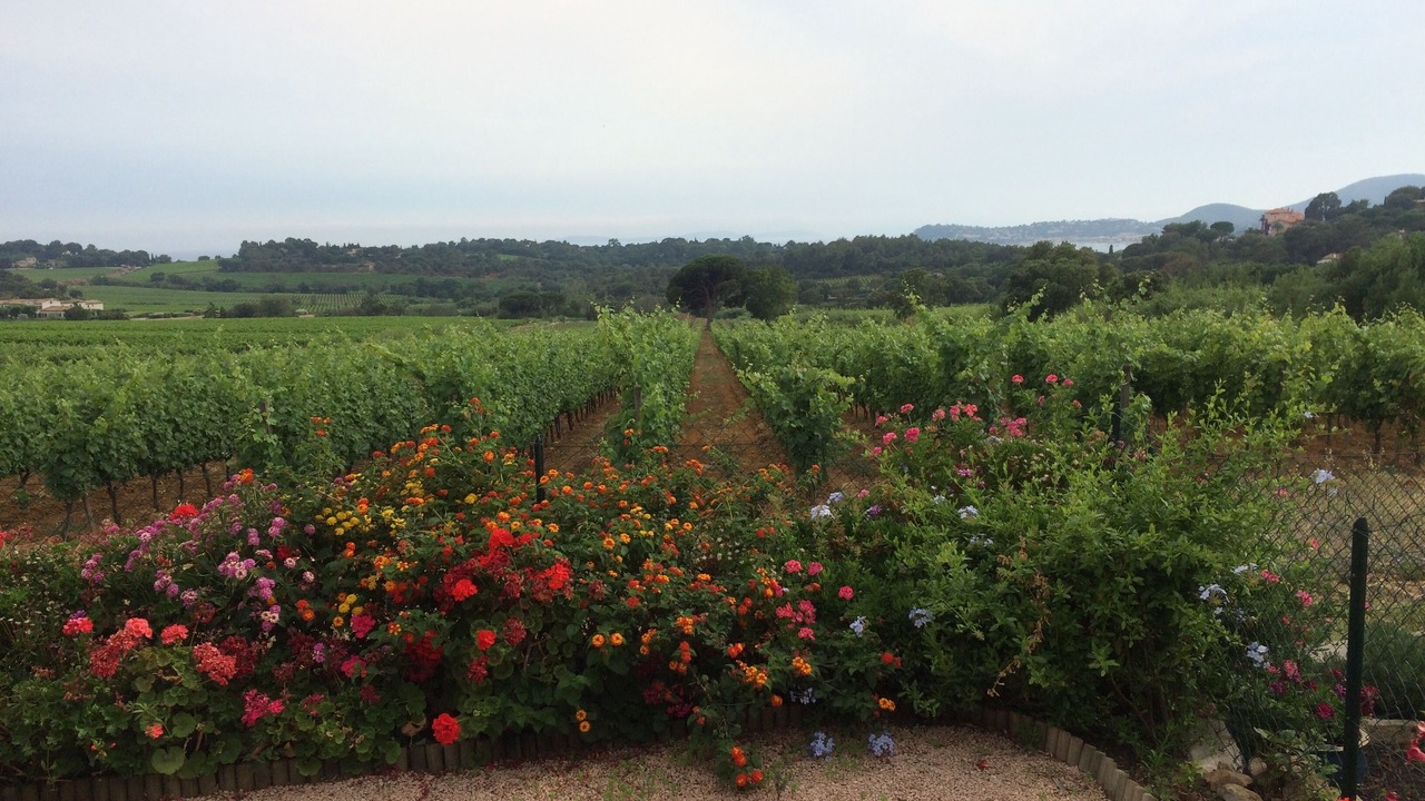 Photo of Outdoor in La Croix-Valmer