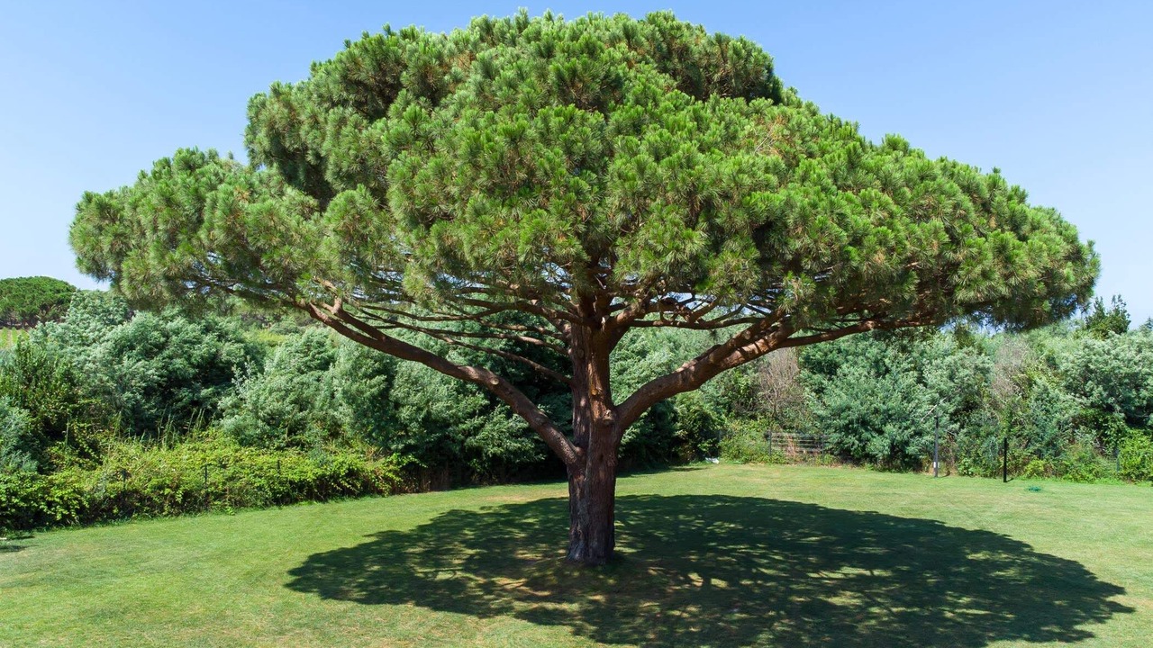Photo of Others in Ramatuelle