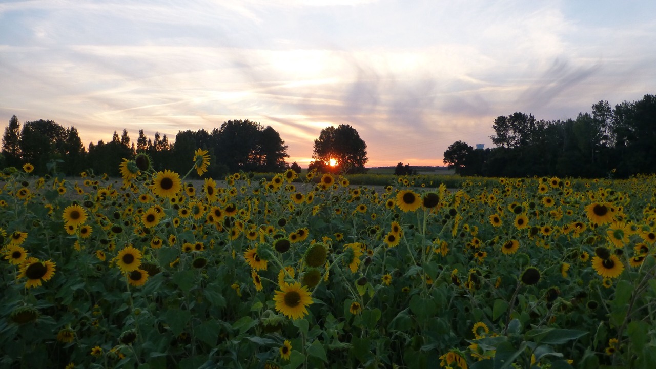 Photo of Outdoor in Rioux