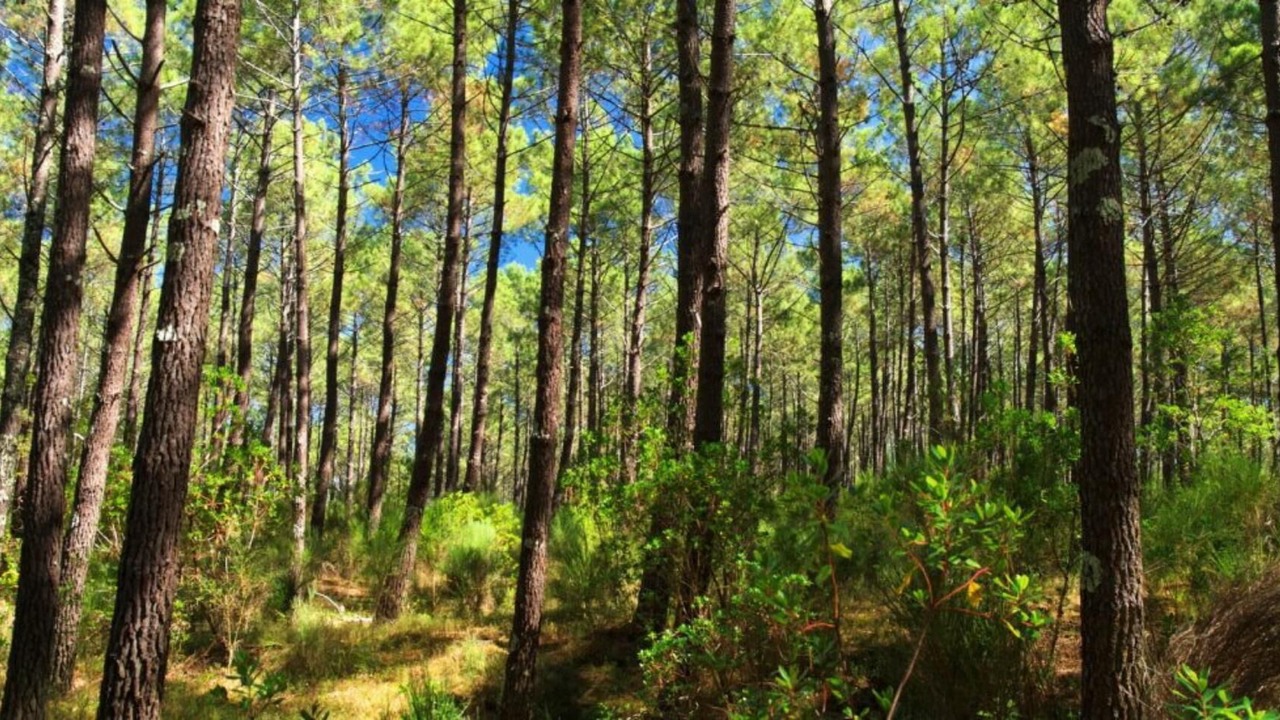 Photo of Outdoor in Saubrigues