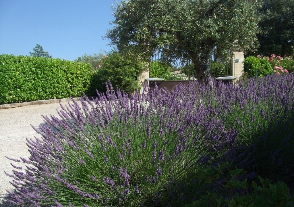 Photo of Outdoor in Montauroux