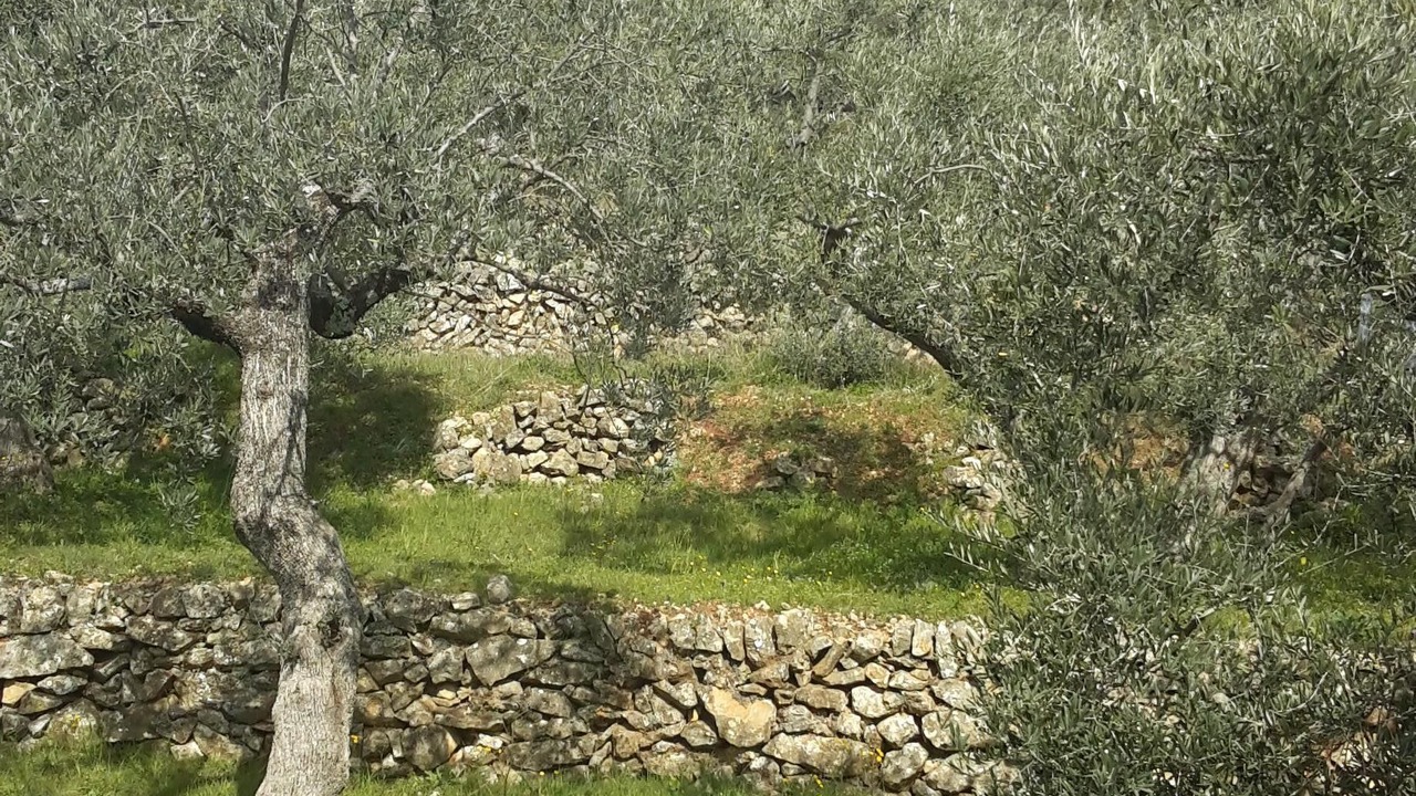 Photo of Outdoor in Callian