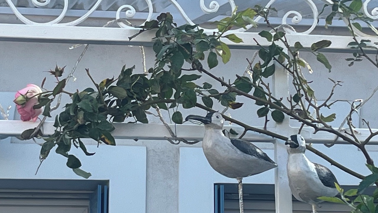 Photo of Outdoor in Cros-de-Cagnes