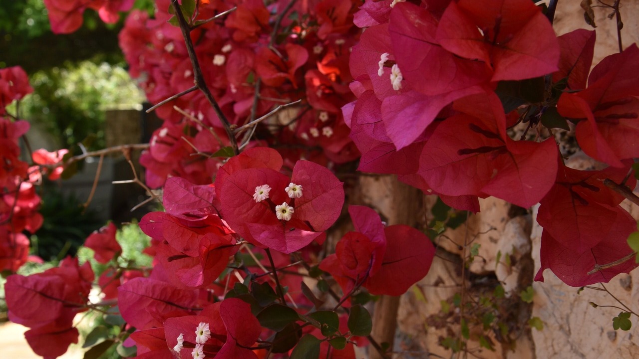 Photo of Outdoor in Cap-Ferrat