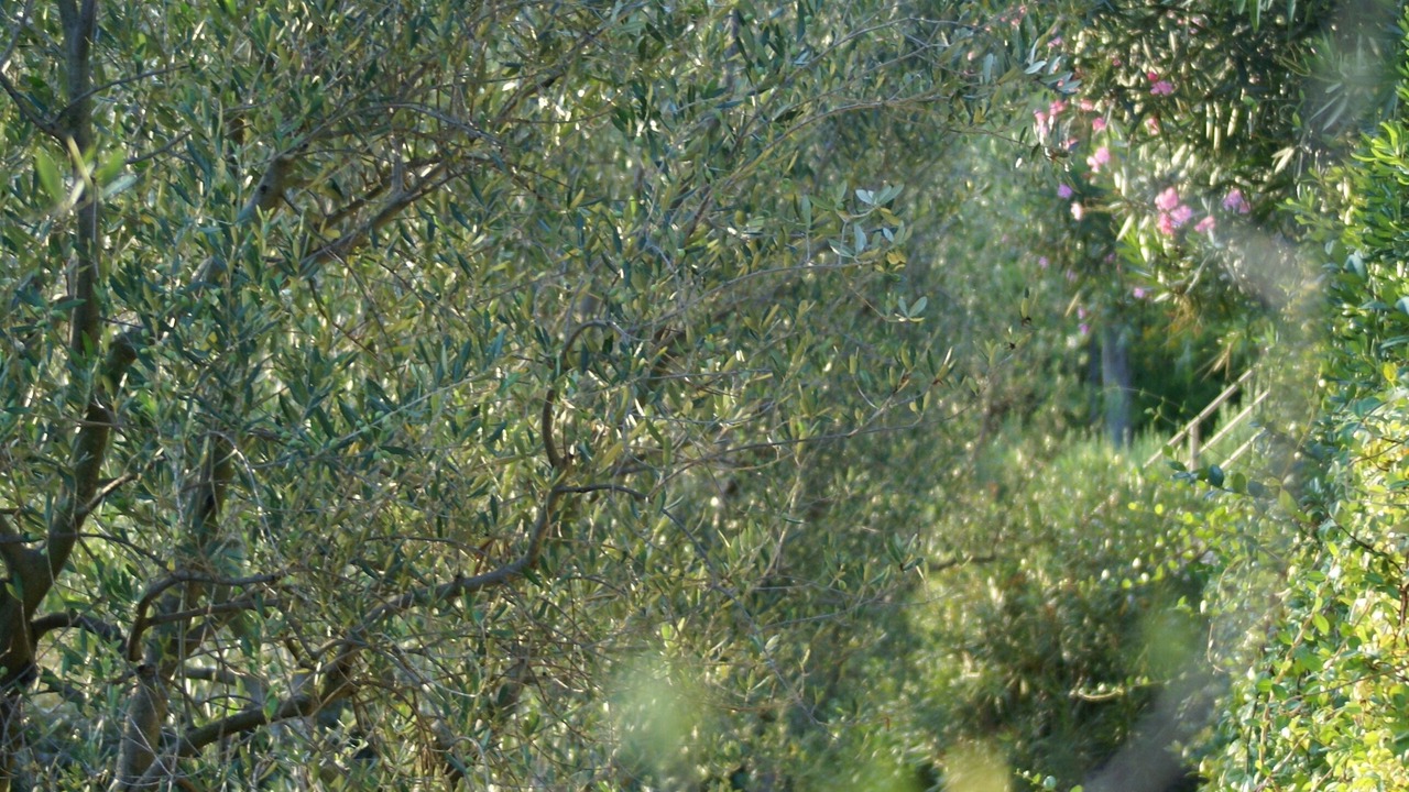 Photo of Others in Biot
