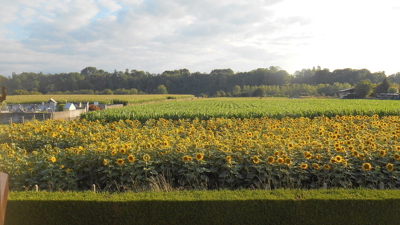 Photo of Others in Dognen