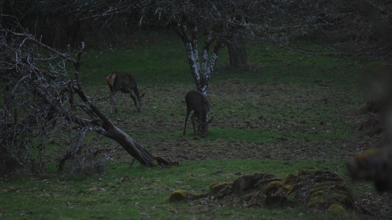 Photo of Others in Compreignac