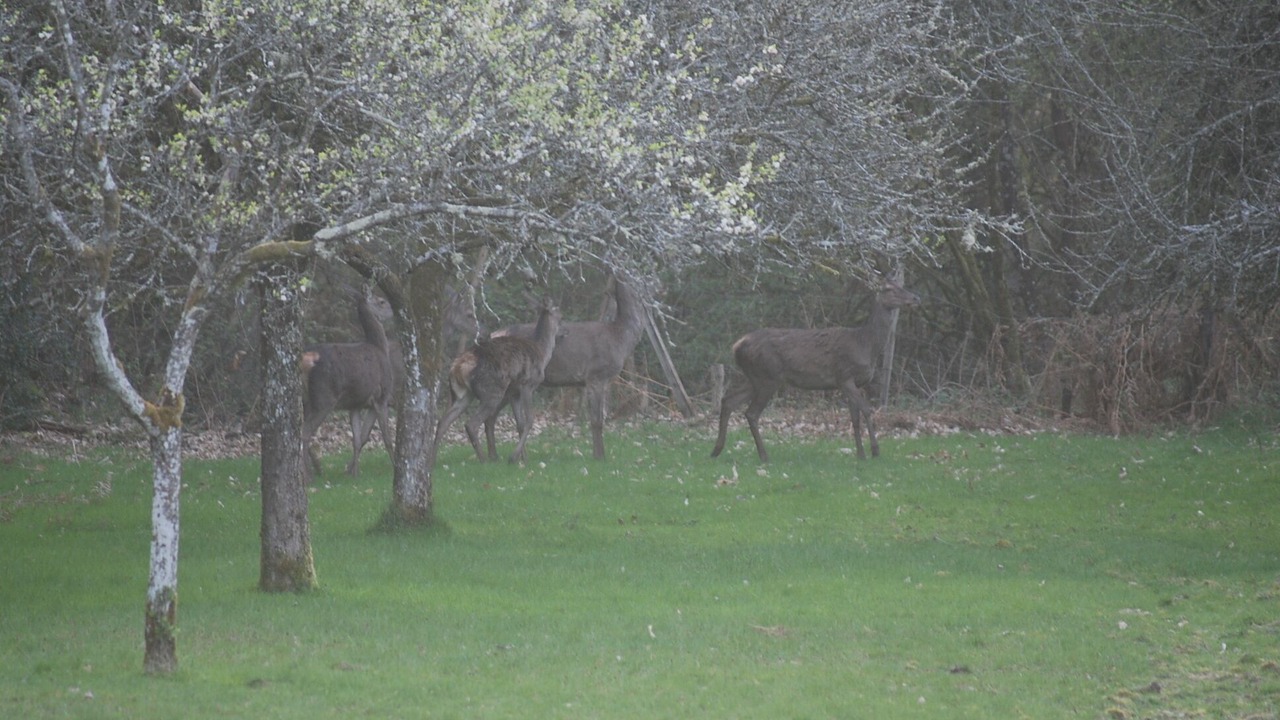 Photo of Others in Compreignac