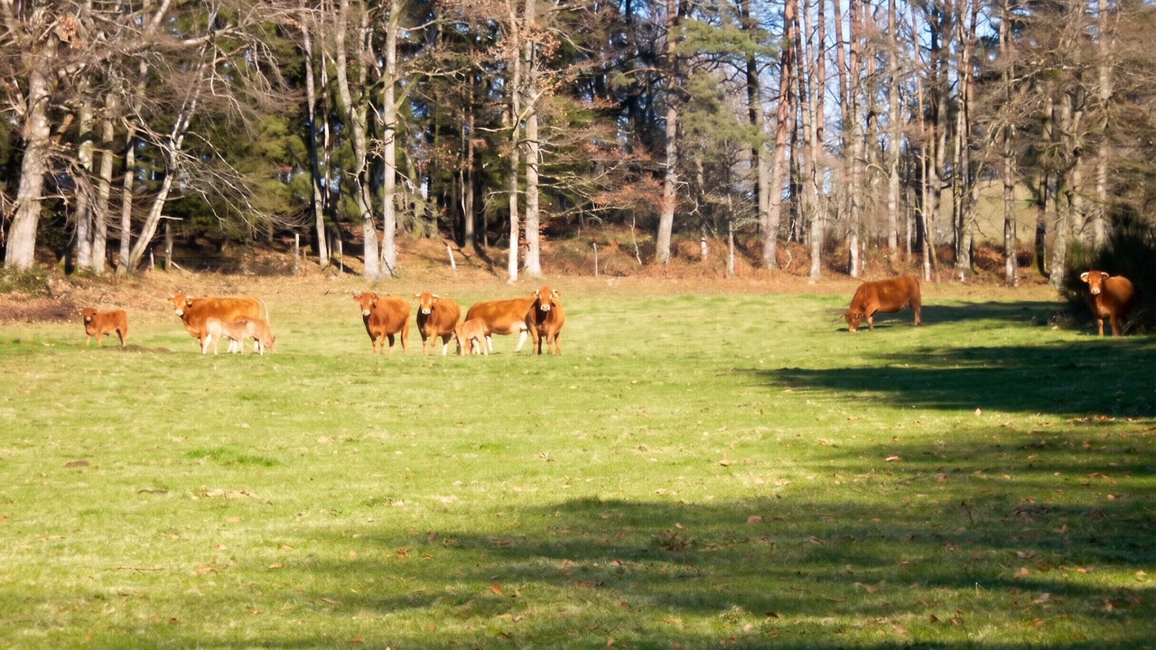Photo of Others in Correze