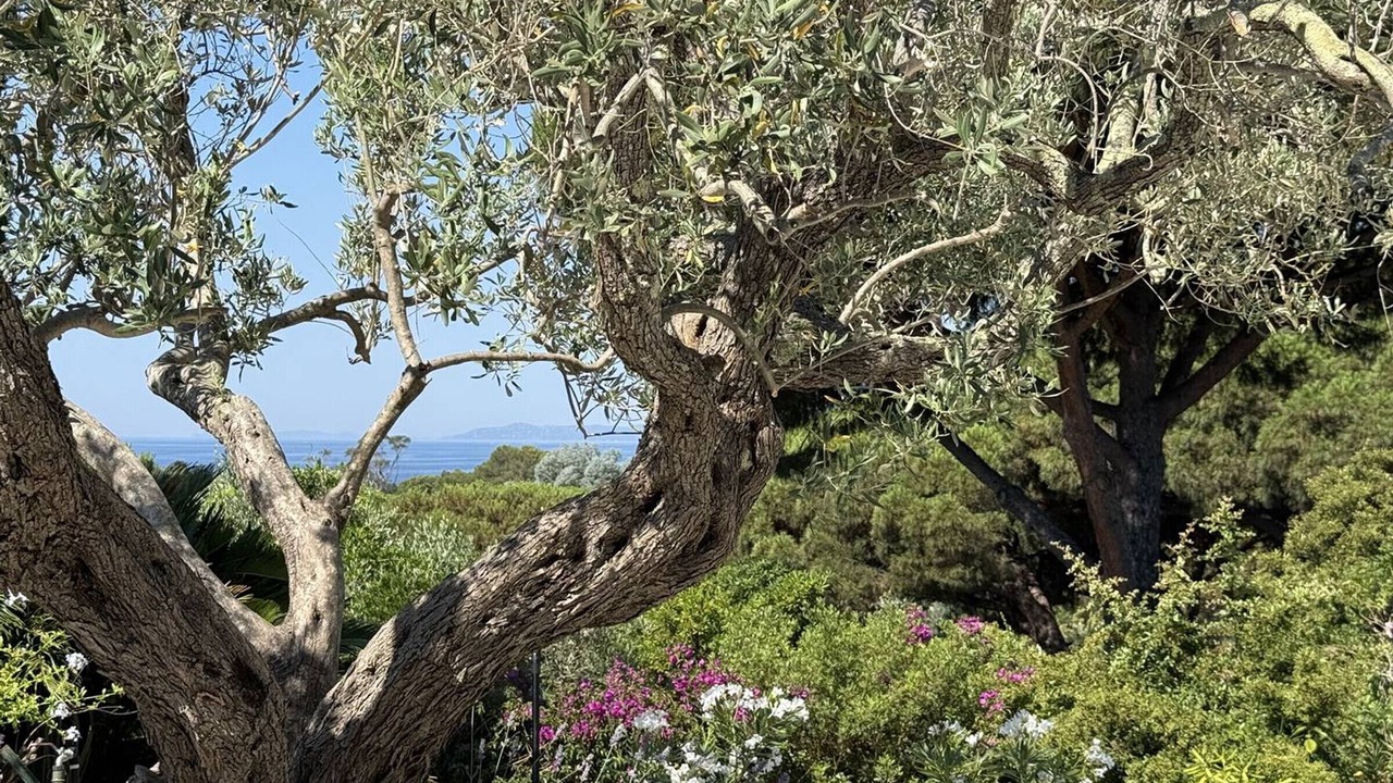 Photo of Others in La Croix-Valmer