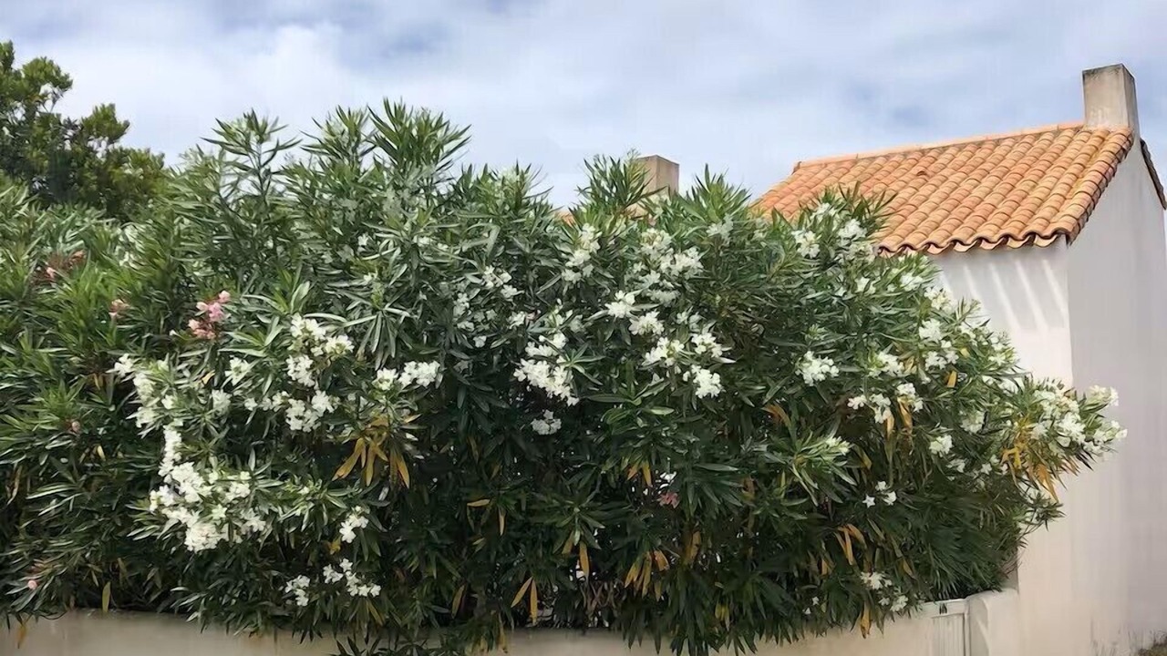 Photo of Outdoor in Barbatre