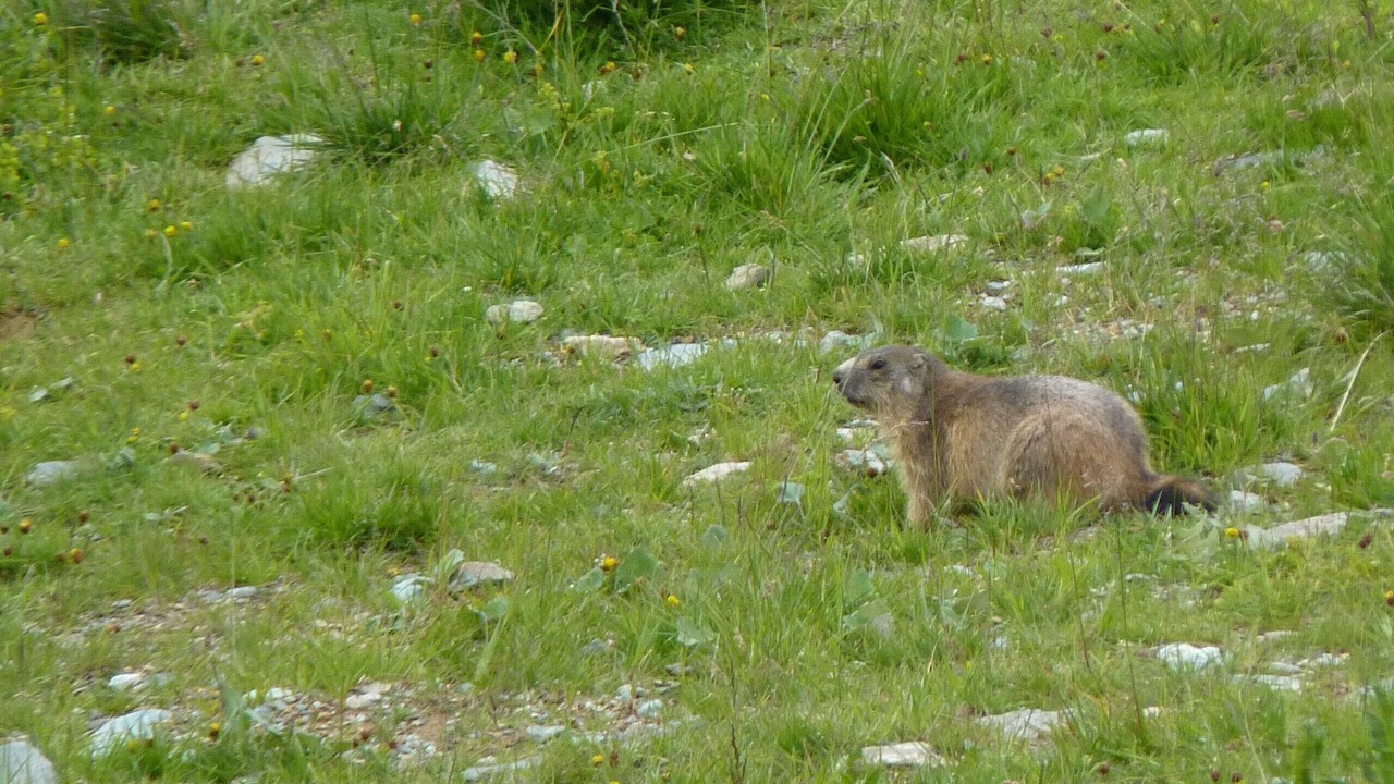 Photo of Others in Saint-Francois-Longchamp