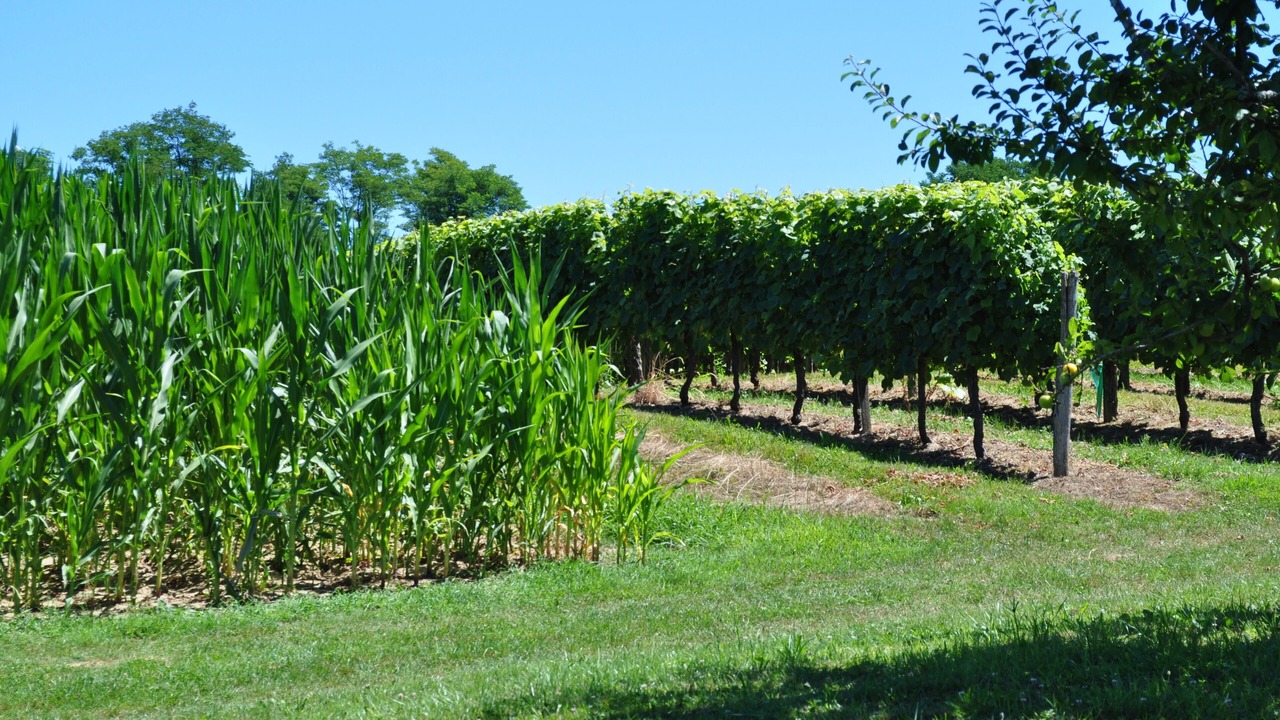 Photo of Outdoor in Pouillon