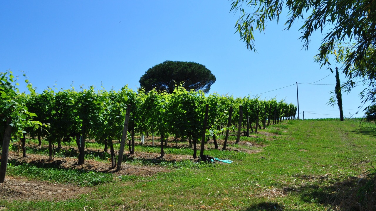 Photo of Outdoor in Pouillon