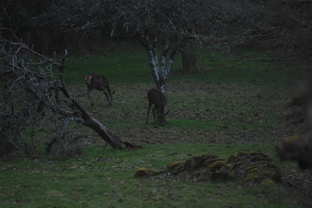 Photo of Others in Compreignac