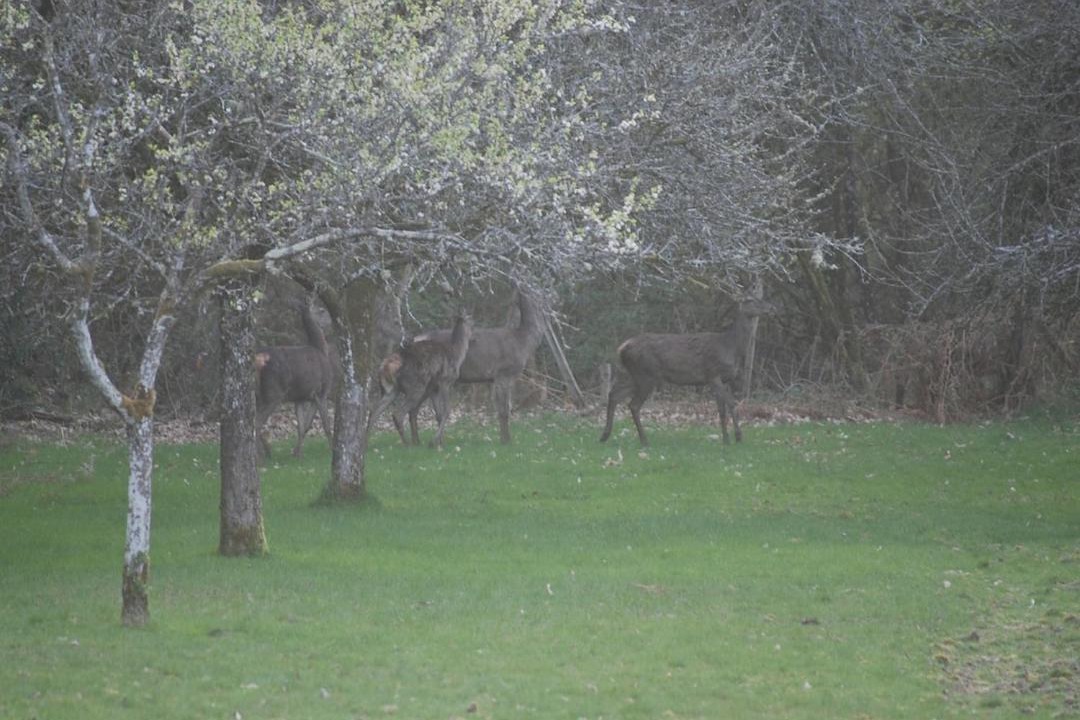 Photo of Others in Compreignac