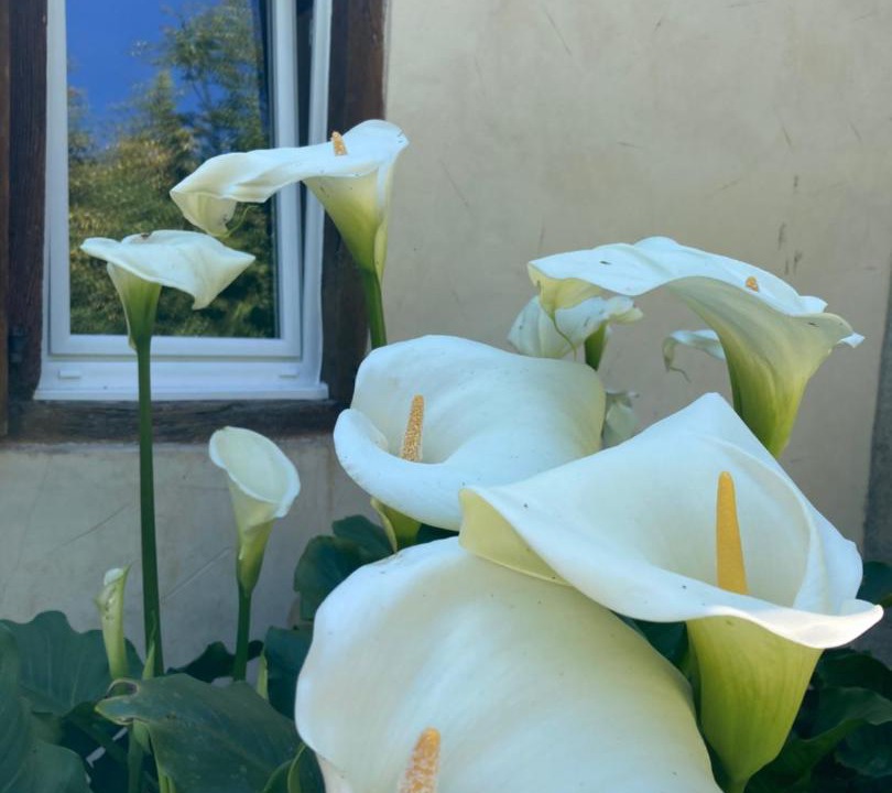 Photo of Others in Orthez