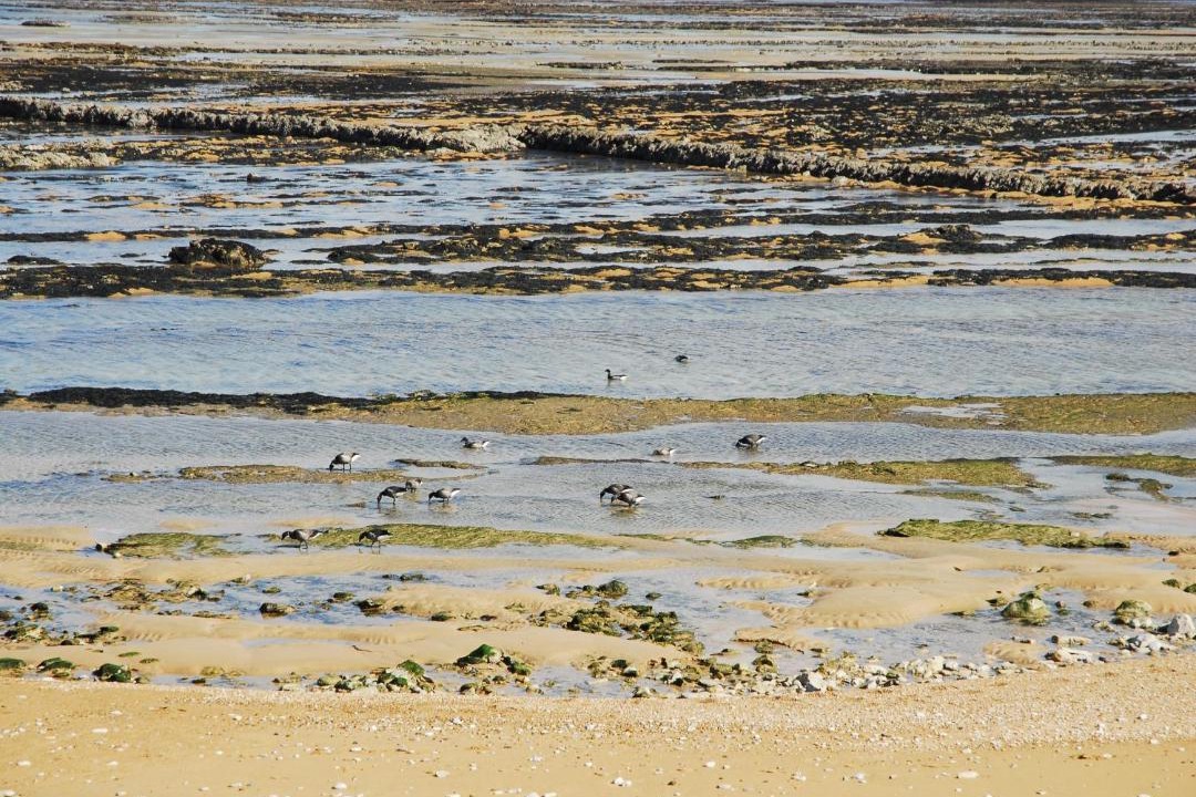 Photo of Others in Nieulle-sur-Seudre