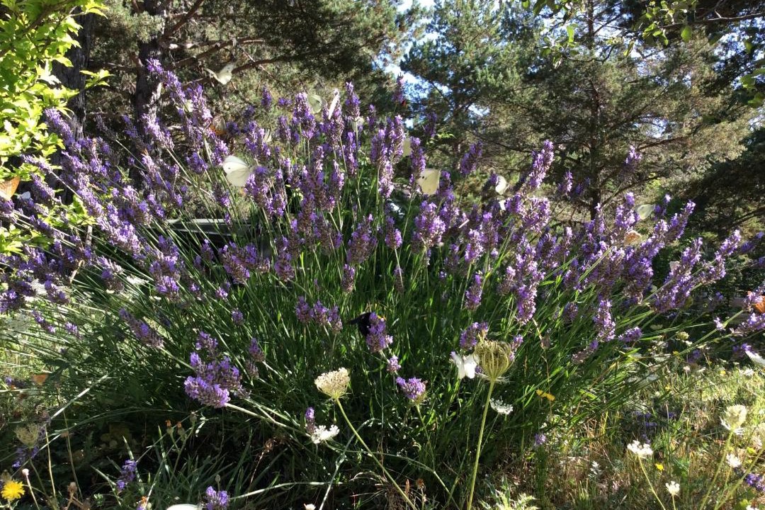 Photo of Outdoor in Caille